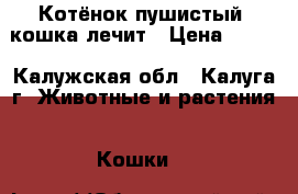 Котёнок пушистый, кошка лечит › Цена ­ 100 - Калужская обл., Калуга г. Животные и растения » Кошки   